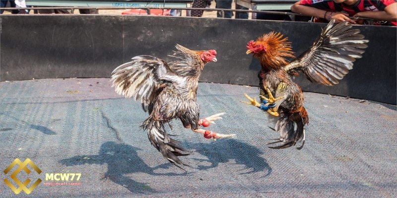 Traditional cockfighting and live online cockfighting - Viewing Location