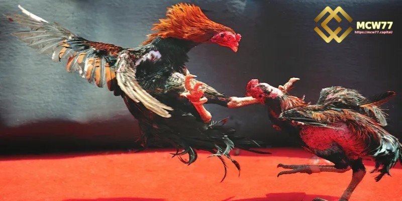 A Brief Overview of Online Cockfighting at MCW77