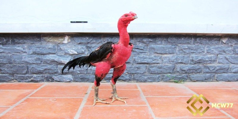 Avoid Betting on Roosters with More Than Five Consecutive Wins