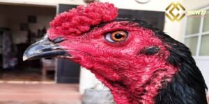 Based on Head Shape of the Fighting Rooster