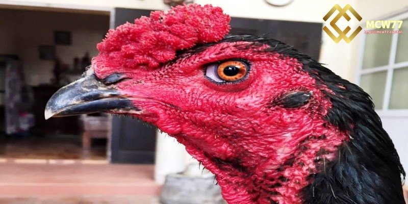 Based on Head Shape of the Fighting Rooster