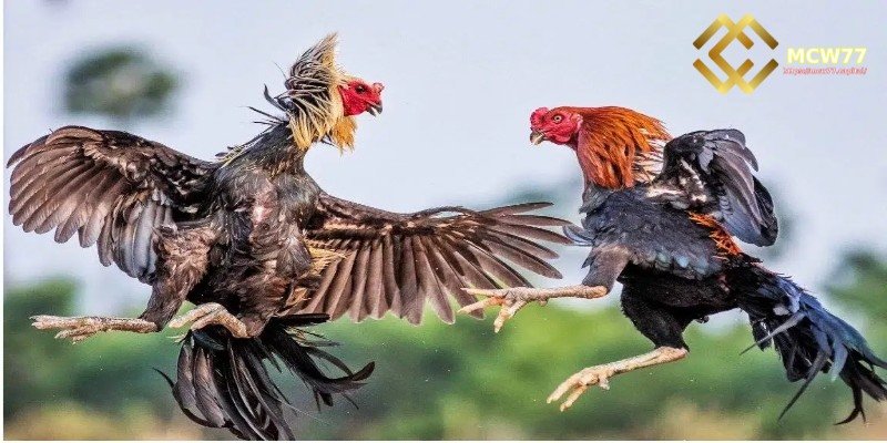 Online cockfighting strategies - Choosing Fighting Roosters by Observing Their Appearance