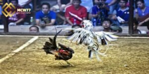 Knowing When to Stop is the Golden Rule to Preserve Winnings
