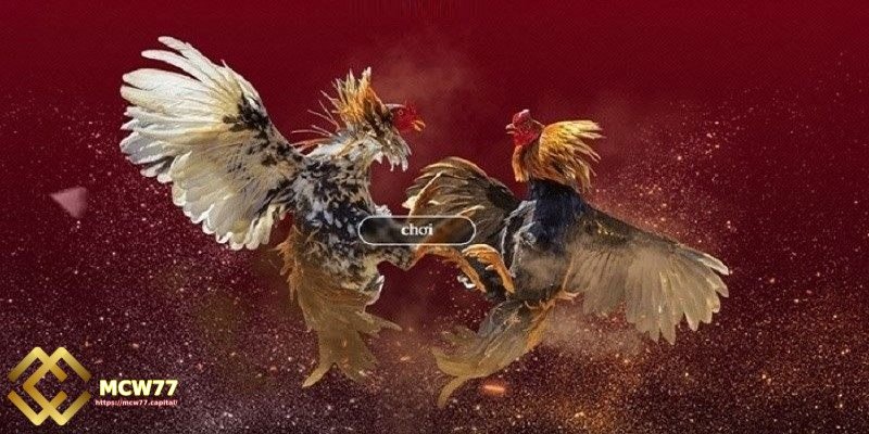 Traditional cockfighting and live online cockfighting - Level of Attraction