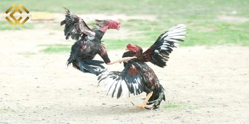 Log In to Your Account – Guide to Watching Live Online Cockfighting