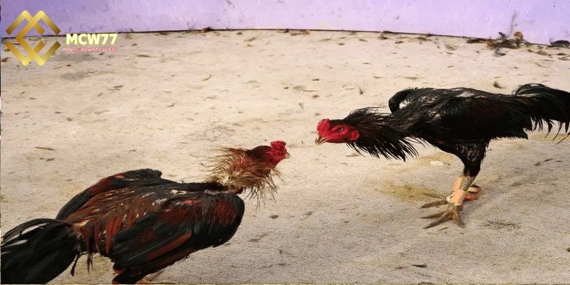 Master Information About the Fighting Cock