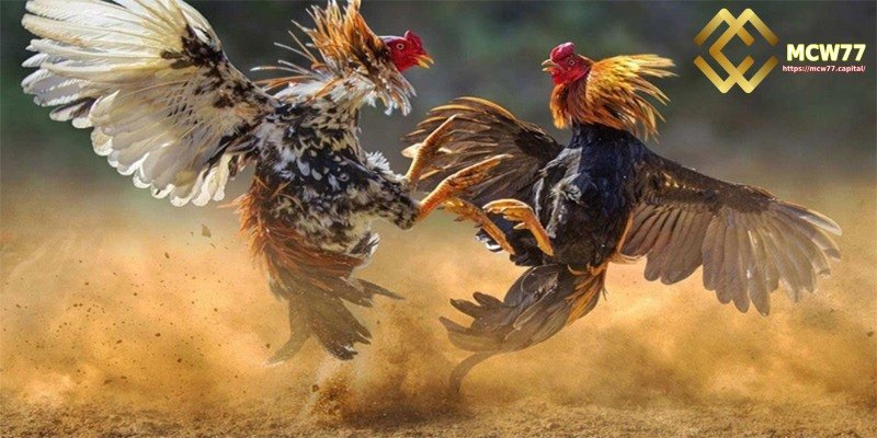Review of reliable cockfighting betting sites - MCW77’s Valid and Legal Operating License