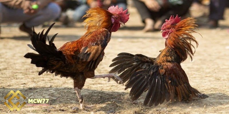 Factors that determine a cockfight - Physical Condition and Stamina
