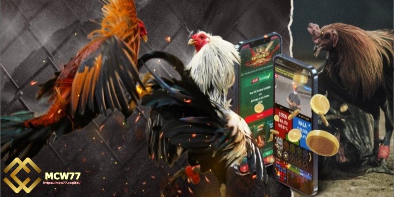 Placing Bets in Traditional cockfighting and live online cockfighting