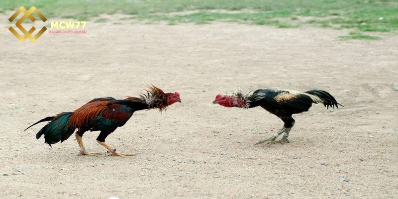 Guide to watching live online cockfighting - Prioritize Platforms with Stable and Low-Latency Streams