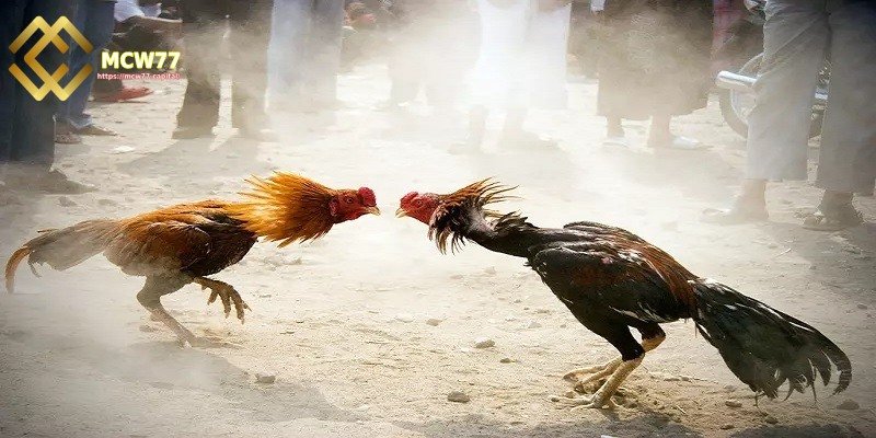 Recognize Cocks That Fight According to the Time of Day