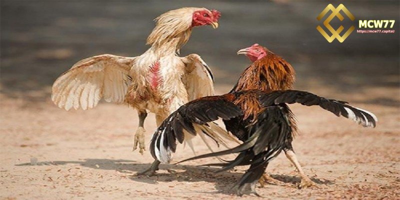 Review of Reliable Cockfighting Betting Sites Through Additional Services