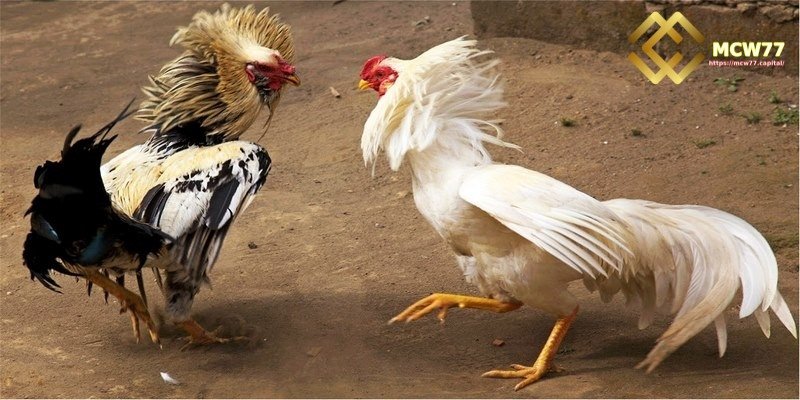 Guide to watching live online cockfighting - Select a Match to Watch