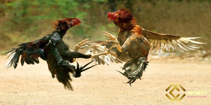Studying Match History and Rooster Performance