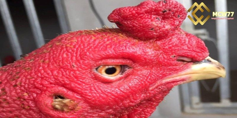 Tips for Choosing Fighting Roosters Based on Beak Characteristics