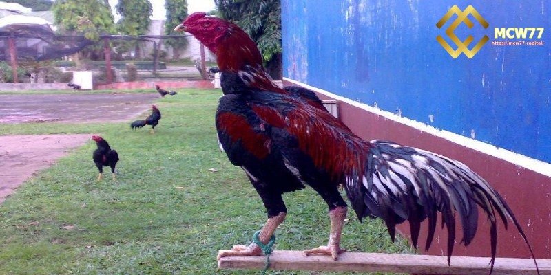 Tips for Choosing Fighting Roosters in Betting by Assessing Appearance