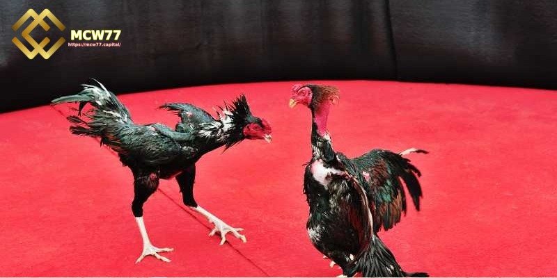 Guide to watching live online cockfighting - Track Rooster Profiles and Betting Odds