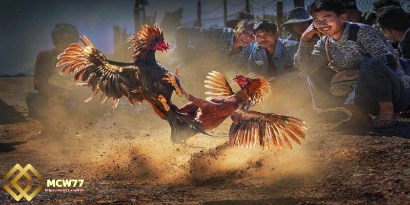 What Is Traditional cockfighting and live online cockfighting?