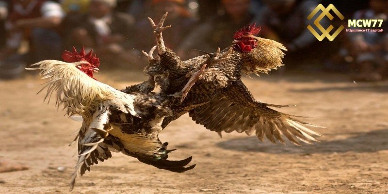 Why is it necessary to choose fighting roosters carefully?